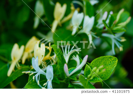 Honeysuckle Honeysuckle 41101975