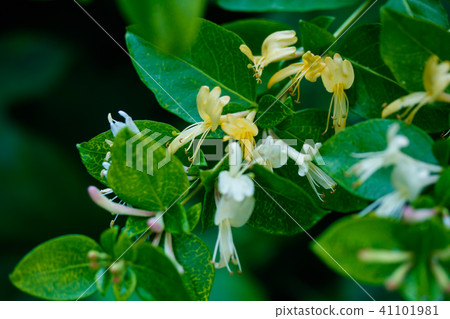 Honeysuckle Honeysuckle 41101981