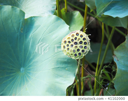 Lotus flower trunk Lotus flower trunk 41102000