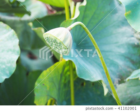 Lotus flower trunk Lotus flower trunk 41102001