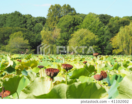 上野·Shinobazu池塘·蓮花 上野·Shinobazu池塘·蓮花 41102002