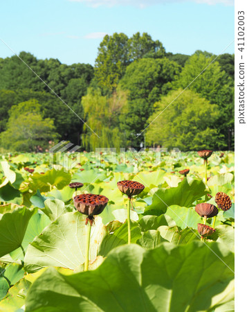 上野·Shinobazu池塘·蓮花 上野·Shinobazu池塘·蓮花 41102003