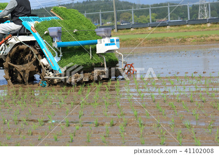 Male image rice planting with rice transplanter Male image rice planting with rice transplanter 41102008