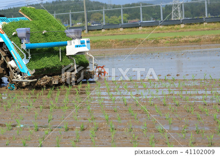 Rice planting seedling image Rice planting seedling image 41102009