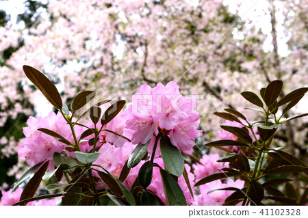 Sanzenin的春天花園(杜鵑花和櫻花) Sanzenin的春天花園(杜鵑花和櫻花) 41102328