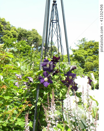 紫羅蘭色植物鐵線蓮屬紫色花 紫羅蘭色植物鐵線蓮屬紫色花 41102406
