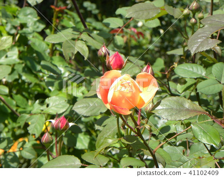 橙色玫瑰花 橙色玫瑰花 41102409