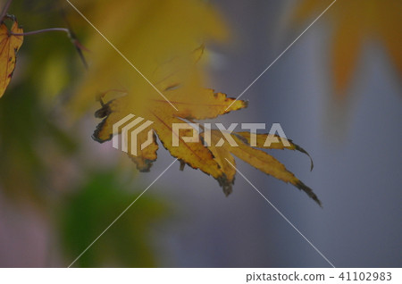 Autumn leaves 41102983