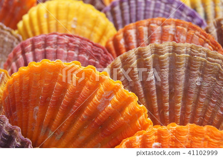 五顏六色的貝類 41102999