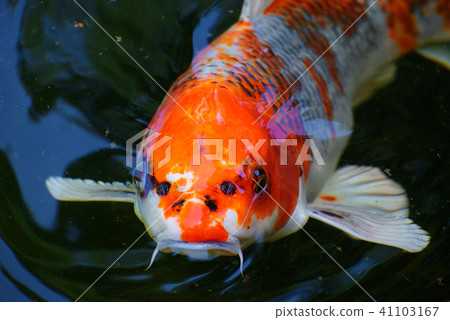 goldfish floating in the water 41103167
