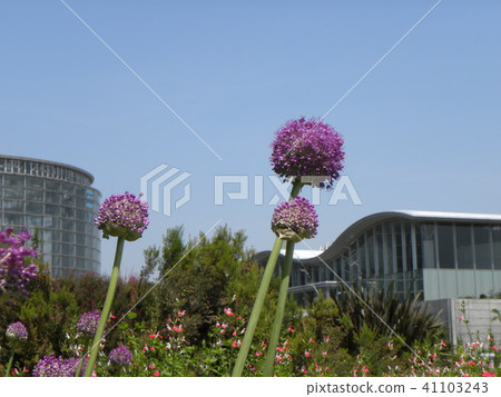 Pink flowers with large pom-pom bloom Allymugigantum Pink flowers with large pom-pom bloom Allymugigantum 41103243