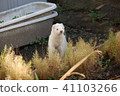 Ocean Ferret 41103266
