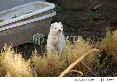 Ocean Ferret 41103266
