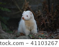Hole ferret 41103267