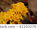 Yellow slime mold 41103270