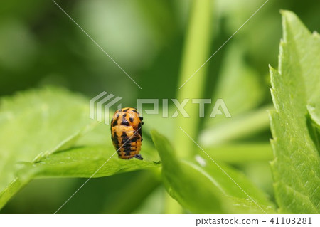 Pupa of Nana Hoshi Tentou 13 Pupa of Nana Hoshi Tentou 13 41103281