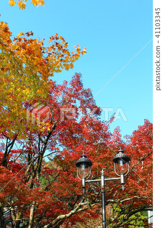 [Shizuoka] Shuzenji: Autumn leaves and retro street lights that shine in the blue sky 41103345