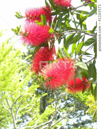 A flower like a red brush originating from Australia is a flower of a brushwood A flower like a red brush originating from Australia is a flower of a brushwood 41103571