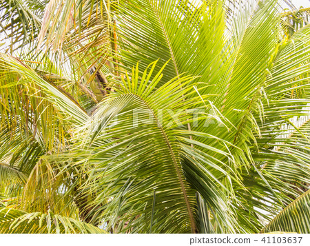 Branches of green palm leaves in sunny day. 41103637