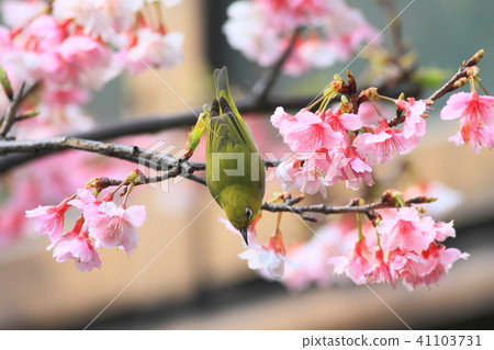 櫻花,花鳥圖,花朵 41103731