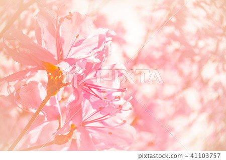 Mitsuwa杜鵑花蒼白背景 Mitsuwa杜鵑花蒼白背景 41103757
