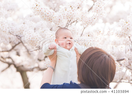 Season of cherry blossoms 41103894