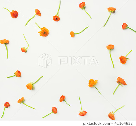 Flat-lay of orange buttercup flowers over white background, copy space 41104632