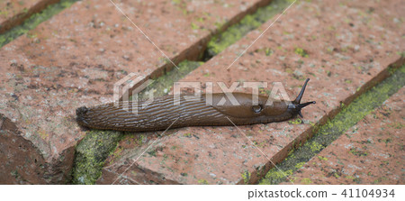 British British slug 41104934