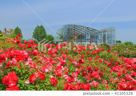 玫瑰充滿了盛開的茨城縣花卉公園 41105328
