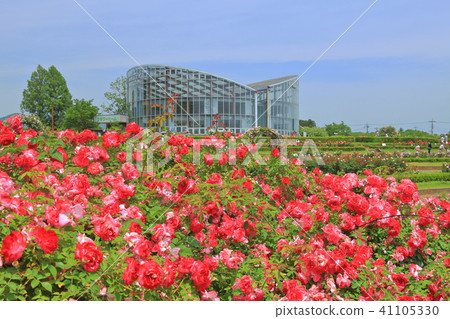 玫瑰充滿了盛開的茨城縣花卉公園 照片素材 圖片 圖庫
