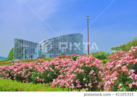 Rose full of blooming Ibaraki prefecture flower park 41105335