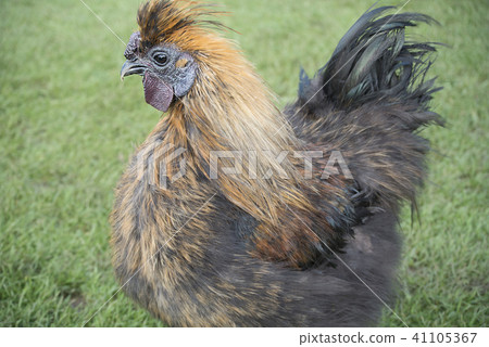 British British livestock chickens British British livestock chickens 41105367