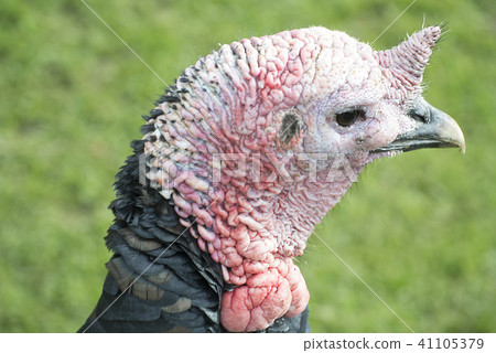 British British livestock turkeys British British livestock turkeys 41105379