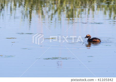 Slavonian Grebe with a just caught small fish 41105842