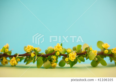 Spring blossoming barberry branch 41106105