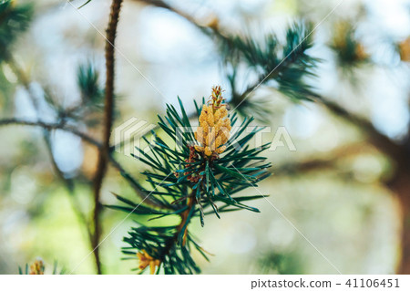 Pine blossoms in the spring Pine blossoms in the spring 41106451