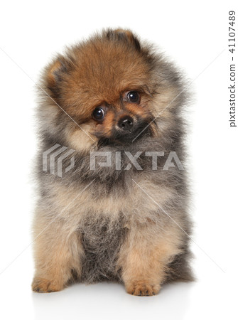 Tiny Spitz puppy on white background Tiny Spitz puppy on white background 41107489