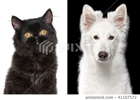 Cat and Dog 41107572