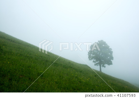 Alone tree in the fog 41107593
