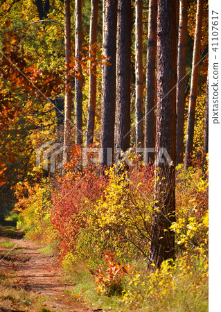 symmetrical tree trunks with colorful autumn bushes 41107617