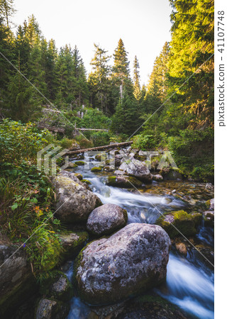 Creek in Forest Creek in Forest 41107748