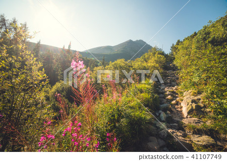 Hiking Trail in the Mountains Hiking Trail in the Mountains 41107749