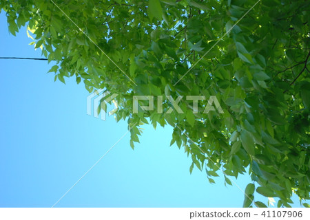 天空和樹 天空和樹 41107906