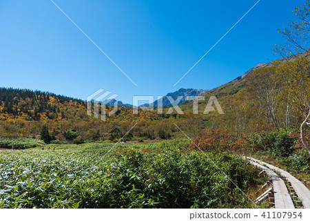 Tsugaike Nature Park Autumn leaves Tsugaike Nature Park Autumn leaves 41107954