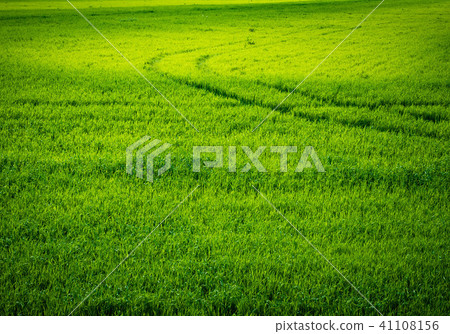 Green wheat field. Road in a green field of wheat. Traces of agricultural transport on the grass on 41108156