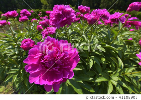 Shao (Fuji) 41108903