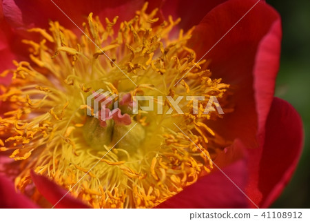 Peony (Coral N · Gold) 41108912