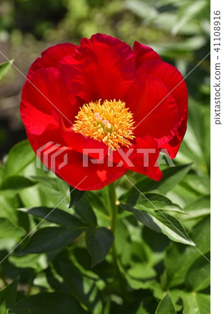 Peony (America) 41108916