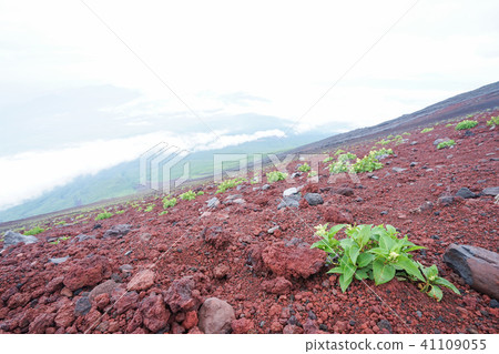 Climbing Climbing 41109055