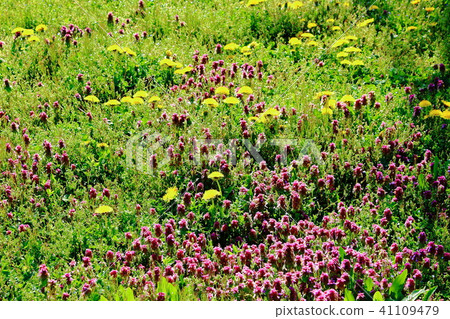 Colored papers with flowers and plants No. 201806: Beautiful wildflower flowers That 201806 Colored papers with flowers and plants No. 201806: Beautiful wildflower flowers That 201806 41109479